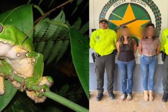 La red de torturadores de ranas fue desmantelada por la Policía Nacional. FOTO: WCS COLOMBIA - POLICÍA NACIONAL