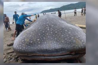 El tiburón ballena encalló en el Chocó. FOTO: X DE PLATAFORMA ALTO