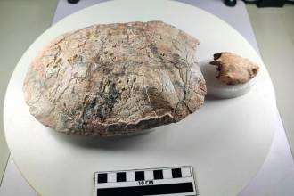 Este fue el fósil de tortuga de 13 millones de años que encontraron en el Desierto de la Tatacoa, en Villavieja, Huila. FOTO: MUSEO LA TATACOA