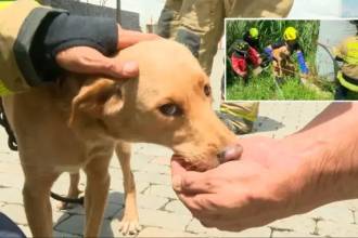 La perrita fue bautizada con el nombre de Mona. /FOTO: TELEANTIOQUIA