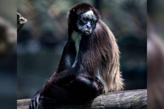Siete monos araña, víctimas del tráfico ilegal de fauna silvestre, fueron reubicados luego de que expertos confirmaran que ya no estaban en condiciones de regresar a la vida en libertad. FOTO: ARCHIVO - JAIME PÉREZ MUNÉVAR