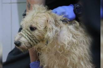 30 perros y 16 gatos vivían en un nivel de abandono que dejó a más de uno con un nudo en la garganta. FOTO: ALCALDÍA DE MEDELLÍN