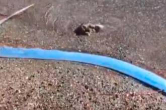 Se desconoce por qué fue que el pez se quedó en la costa mexicana. / FOTO: CAPTURA DE PANTALLA