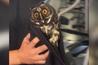 El animal fue rescatado por la Universidad CES y el Área Metropolitana. FOTO: ÁGUEDA VILLA