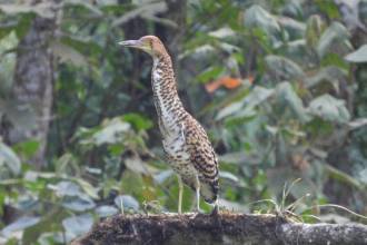 Su presencia en el Alto de San Miguel da indicios de que el lugar ofrece condiciones favorables para el hábitat y desarrollo de su especie. FOTO: ALCALDÍA DE MEDELLÍN.