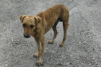 El color caramelo de los perros es aquel al que llega la naturaleza cuando nadie interviene, y, aunque no es una regla absoluta, es el responsable de su bienestar. FOTO: CANVA
