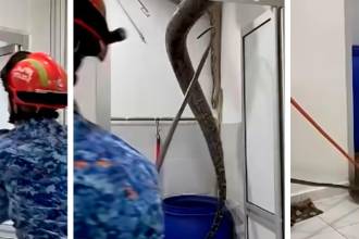 Momento en el que los bomberos rescatan la pitón. FOTOS: TOMADAS DE VIDEO 