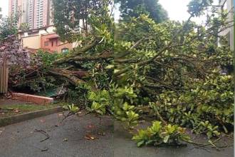 El árbol destruyó la reja de una unidad residencial del sector. FOTO: DENUNCIAS ANTIOQUIA 