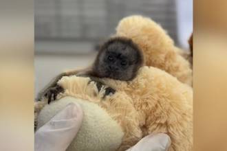 El pequeño mono tití que encontró refugio en un peluche. FOTO: CORNARE