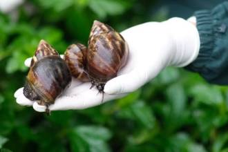 El caracol gigante africano es una de las especies invasoras que fueron introducidas a Antioquia. FOTO: CORTESÍA ÁREA METROPOLITANA