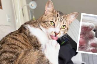 Su dueña asegura que a pesar de esta increíble característica, el gato lleva una vida completamente normal. FOTO: INSTAGRAM @GUINNESSWORLDRECORDS