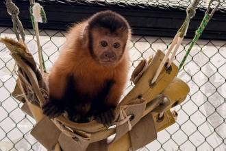 Fauna silvestre reubicada en el Parque de la Conservación. FOTO: ÁREA METROPOLITANA
