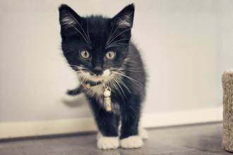 Los gatos pueden escuchar hasta 85kHz, mucho más que los humanos: ¡su oído está diseñado para escuchar sonidos mínimos! FOTO: CANVA