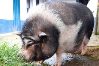 Ella es Cábala, la cerdita vietnamita que está buscando un hogar hace dos años. FOTO: CORTESÍA ALCALDÍA DE MEDELLÍN
