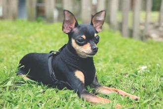 Sus orejas, su color y su tamaño engañaron a todos; enorme fue la sorpresa cuando nunca creció. FOTO: CORTESÍA