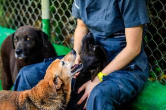 Jornada de adopción. FOTO: JAIME PÉREZ