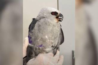 La especie migra de Estados Unidos a Argentina; Colombia es lugar de tránsito, descanso y alimentación durante su recorrido. FOTO: CAPTURA DE VIDEO CORNARE