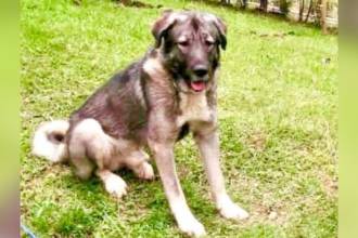 Él era Loky, un perro de raza pastor caucásico de 5 años. FOTO: CORTESÍA