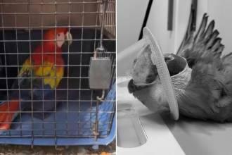 La guacamaya fue rescatada el pasado 25 de agosto. FOTOS CORTESÍA E INSTAGRAM @areametropol
