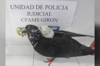 Usuarios en redes sociales piden sanción a los responsables cuando los encuentren. FOTO: X @PILARESCOBARBX