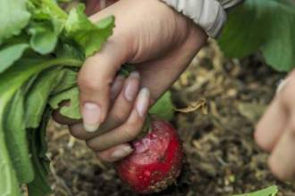 Hay incentivos económicos para 25 de los 200 seleccionados. FOTO: CAMILO SUÁREZ