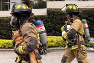 Bomberos rescatan a gaticos de incendio en la Loma de los Bernal. FOTO: @FICOGUTIERREZ