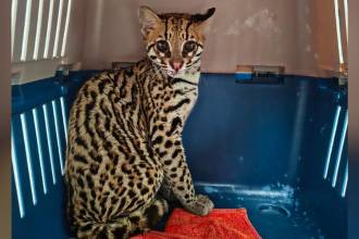 Ocelote de tres meses rescatado en Sabaneta. FOTO: ÁREA METROPOLITANA VALLE DE ABURRÁ 