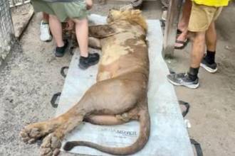 Viajaron por tierra, mar y aire con todos los cuidados necesarios. FOTO: INSTAGRAM @TURPENTINECREEK
