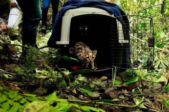 Su liberación fue controlada por el equipo del CAVR en zona boscosa del territorio Aburrá Sur. FOTO: CORTESÍA ÁREA METROPOLITANA