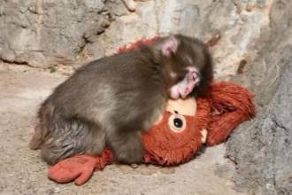 Hay un mono en especial que lo aceptó: por eso lo sigue a todas partes. FOTO: INSTAGRAM @ICHIKAWA_ZOO