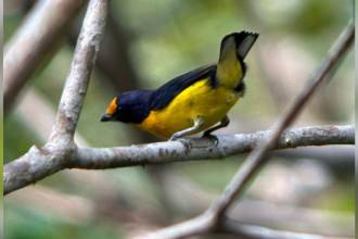 El ave se alimenta de pequeños frutos y con la dispersión de las semillas ayuda a la reforestación. FOTO: CAMILO DÍAZ - WWF COLOMBIA
