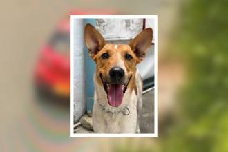 Este es el perrito que fue abandonado por la mujer. FOTOS: ALCALDÍA DE LA ESTRELLA
