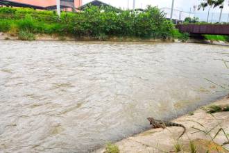 El río Medellín a la altura de Parques del Río. FOTO: ALCALDÍA DE MEDELLÍN