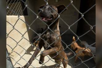 Se desconoce el estado de salud del perro afectado. Imagen no relacionada para ilustrar la nota. /FOTO: EDWIN BUSTAMANTE