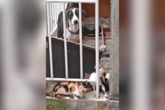 Los animales no han sido rescatados hasta el momento. FOTO: CORTESÍA