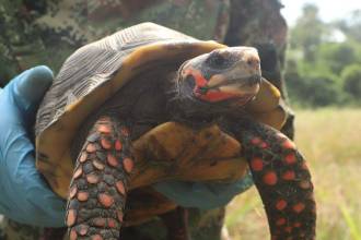Tourtuga hicotea, uno de los 9000 individuos afectados por el tráfico ilegal de fauna silvestre. FOTO: COLPRENSA