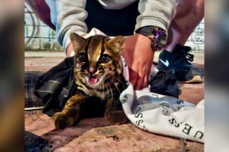 El caso se trataría de tráfico ilegal de fauna silvestre. FOTO: ALCALDÍA DE ITAGÜÍ