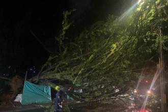 Tras las fuertes precipitaciones se presentó la caída de un árbol en el barrio San Francisco. / FOTO: ALCALDÍA DE ITAGÜÍ
