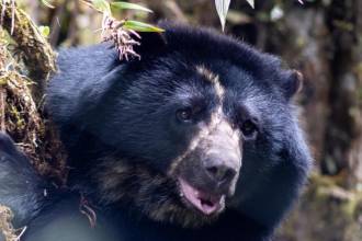 Tamá no alcanzó a conocer la libertad. FOTO: PARQUES NACIONALES