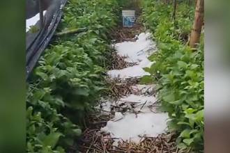 Granizada dañó cultivos en La Unión. FOTO: TOMADA DE FACEBOOK NOTICIAS LA UNIÓN, ANTIOQUIA