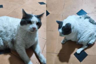 Gato busca hogar en Medellín. FOTO: CORTESÍA