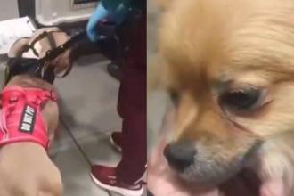 Con cinco y seis meses de edad, un pitbull y un pomerania fueron abandonados durante la escala en Bogotá. FOTOS: CAPTURA DE VIDEO X @AHLLAMAS