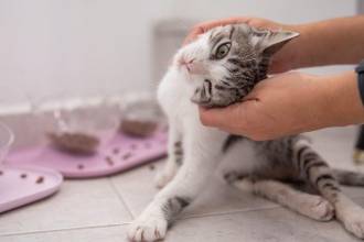 Más de 250 casos de envenenamiento se investigan en Medellín. FOTO: EL COLOMBIANO