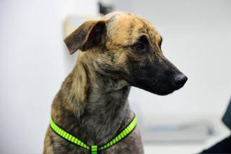 El perro está recibiendo atención médica para ser adoptado por el coronel de la Policía Antioquia. /FOTO: CORTESÍA GOBERNACIÓN DE ANTIOQUIA