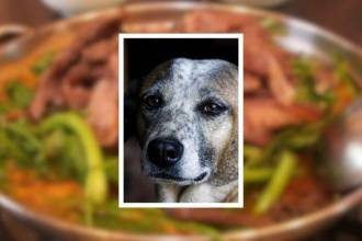 Corea del Sur prohibió la sopa de perro a partir del año entrante