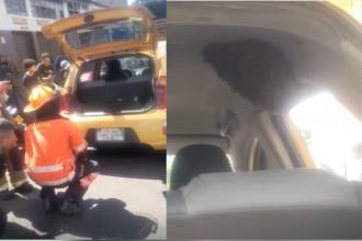 Panal de abejas fue encontrado en taxi de Medellín. FOTO: CORTESÍA DENUNCIAS ANTIOQUIA