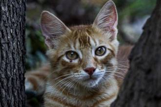 Las penas contemplarían hasta 55 meses de prisión. FOTO: MANUEL SALDARRIAGA