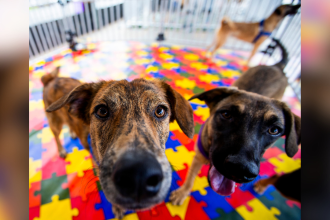 Adopción de perros. / FOTO: JUAN ANTONIO SÁNCHEZ