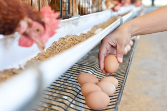Las gallinas permanecen en jaulas batería. /FOTO: CANVA