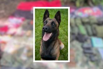 Princesa hace parte de la Fuerza de Despliegue Rápido N.° 7 de la Séptima División del Ejército (Imagen de referencia que no corresponde al canino mencionado). FOTO: CANVA